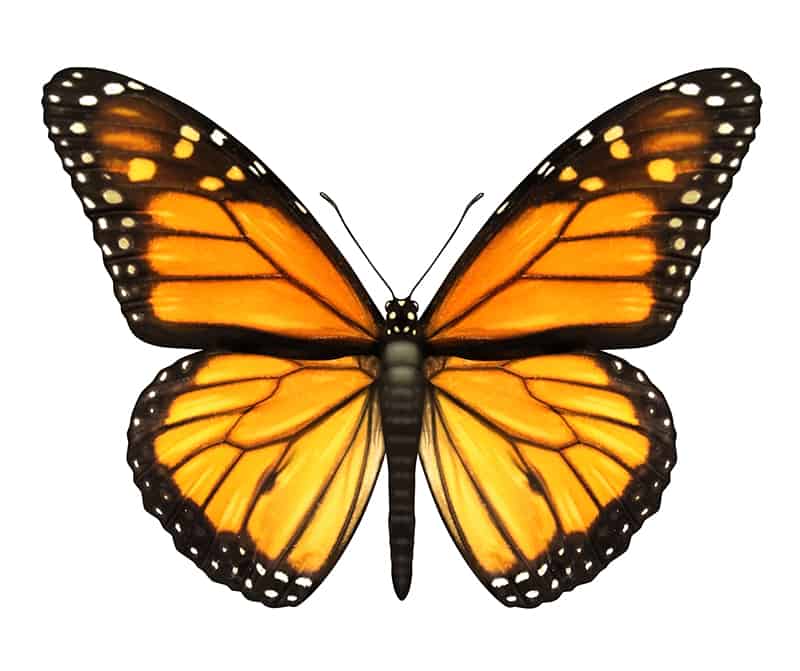 Butterfly Life Cycle - Butterflies in Tennessee | U.S. Pest Protection