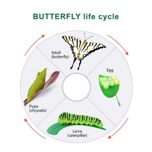 butterfly-lifecycle