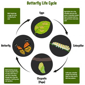 Butterfly Life Cycle - Butterflies in Tennessee | U.S. Pest Protection