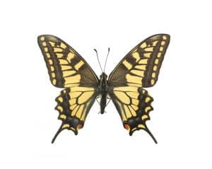 swallowtail-butterfly