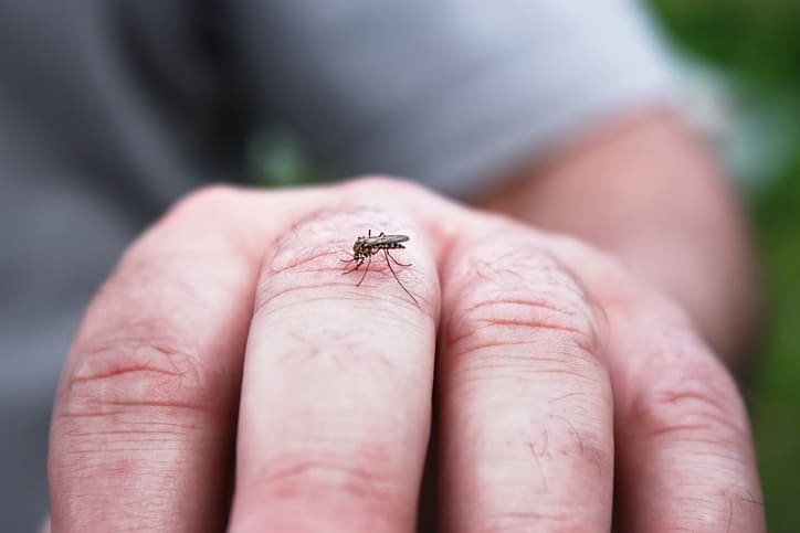 A mosquito biting a man's knuckle.