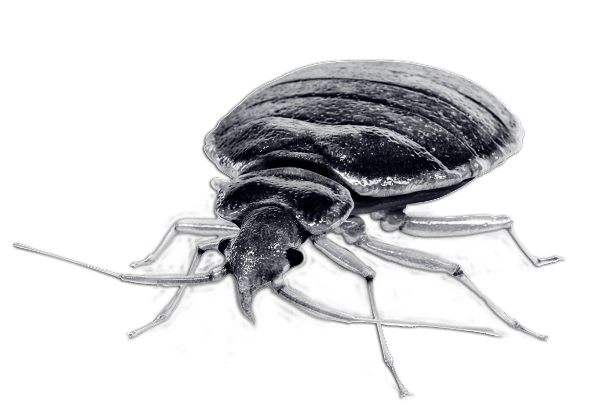 Threat-Pests-Bed-Bugs