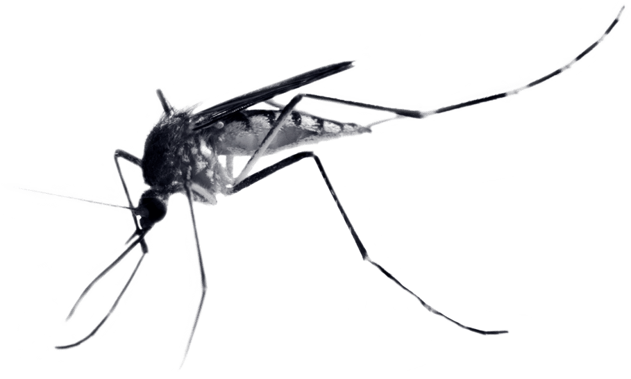 Threat-Pests-Mosquito