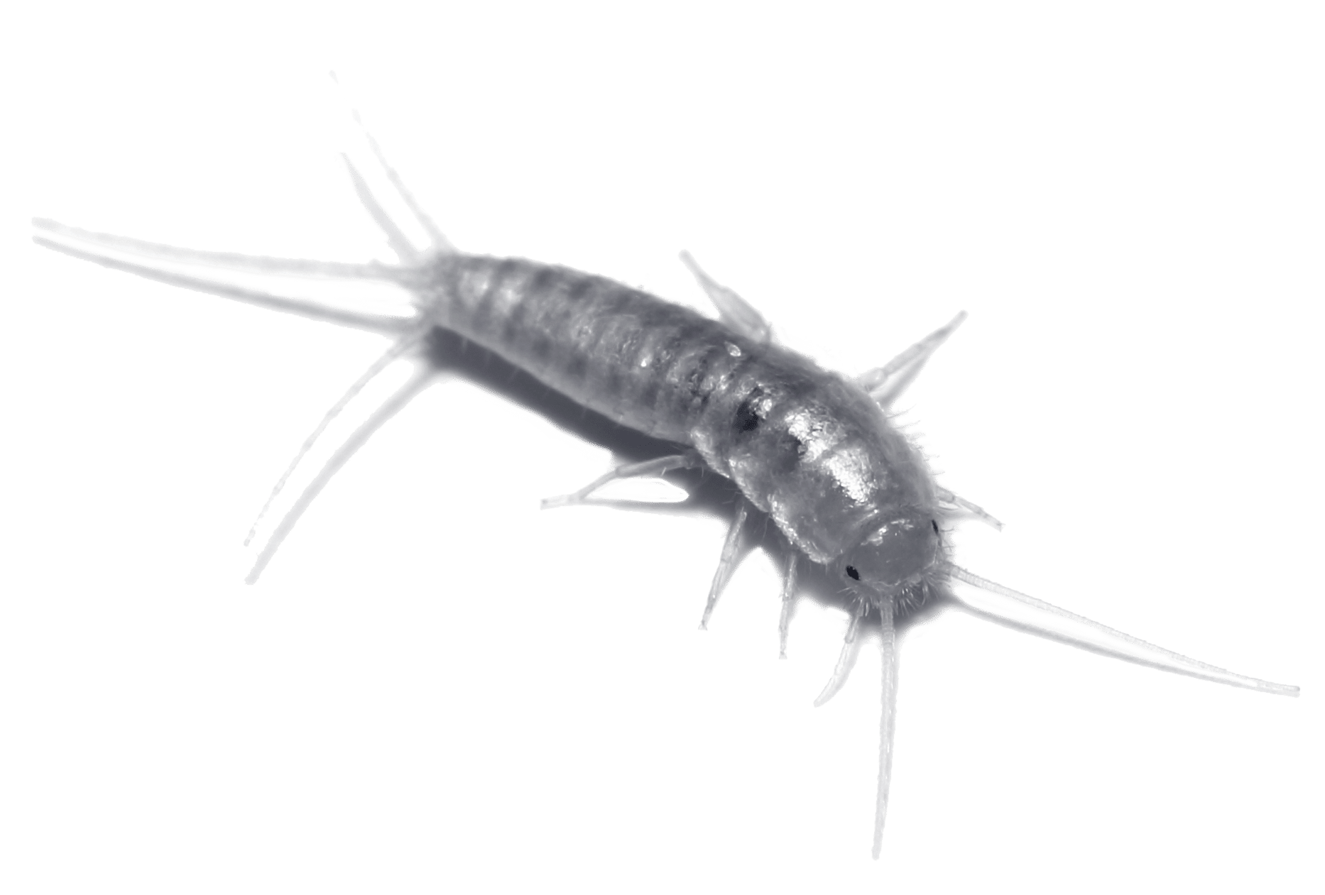 occasional-invaders-silverfish