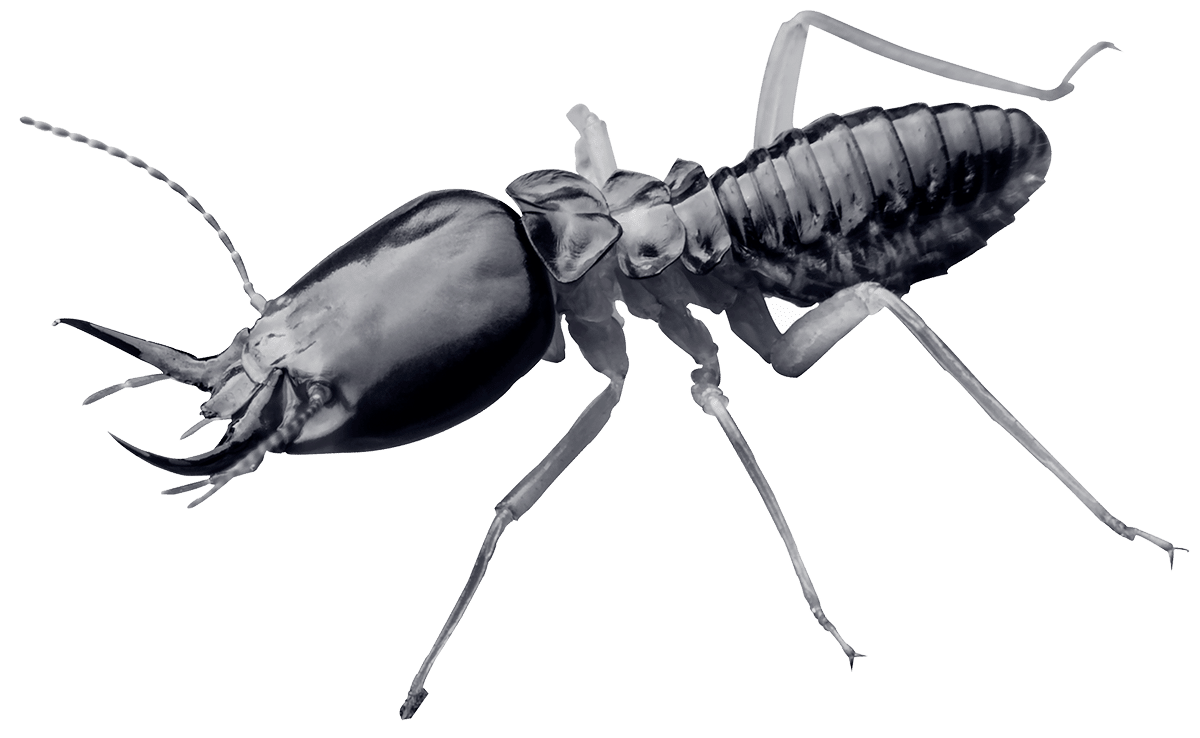 Threat-Pests-Termites