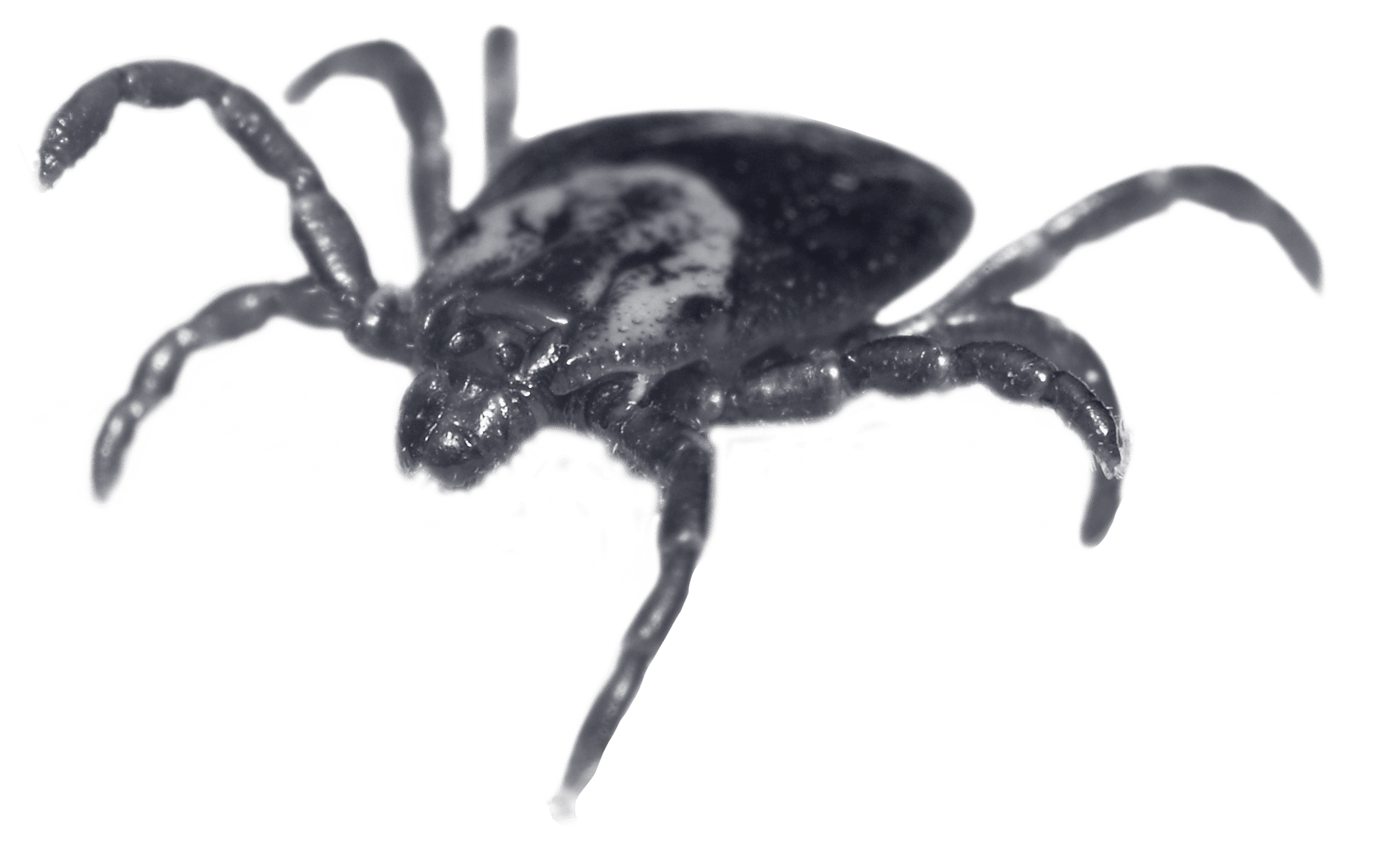 Threat-Pests-Ticks