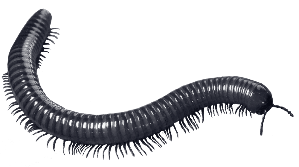 uncommon-occupants-millipedes