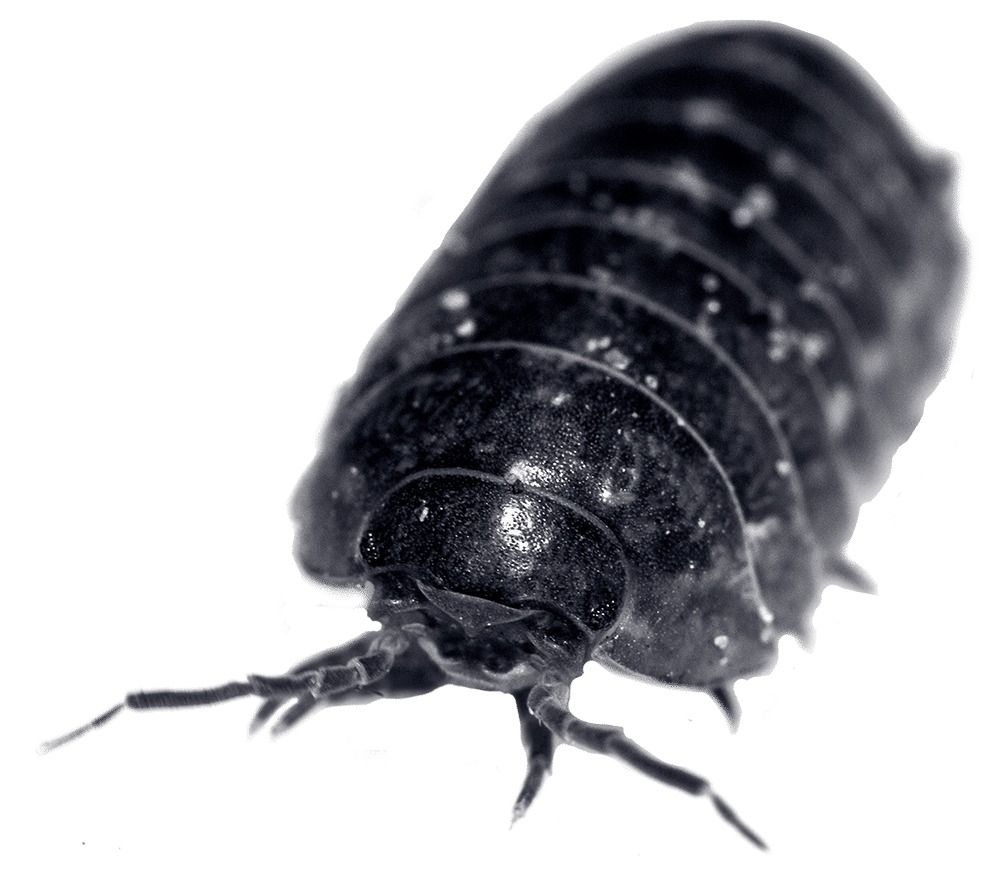 uncommon-occupants-sow-bugs