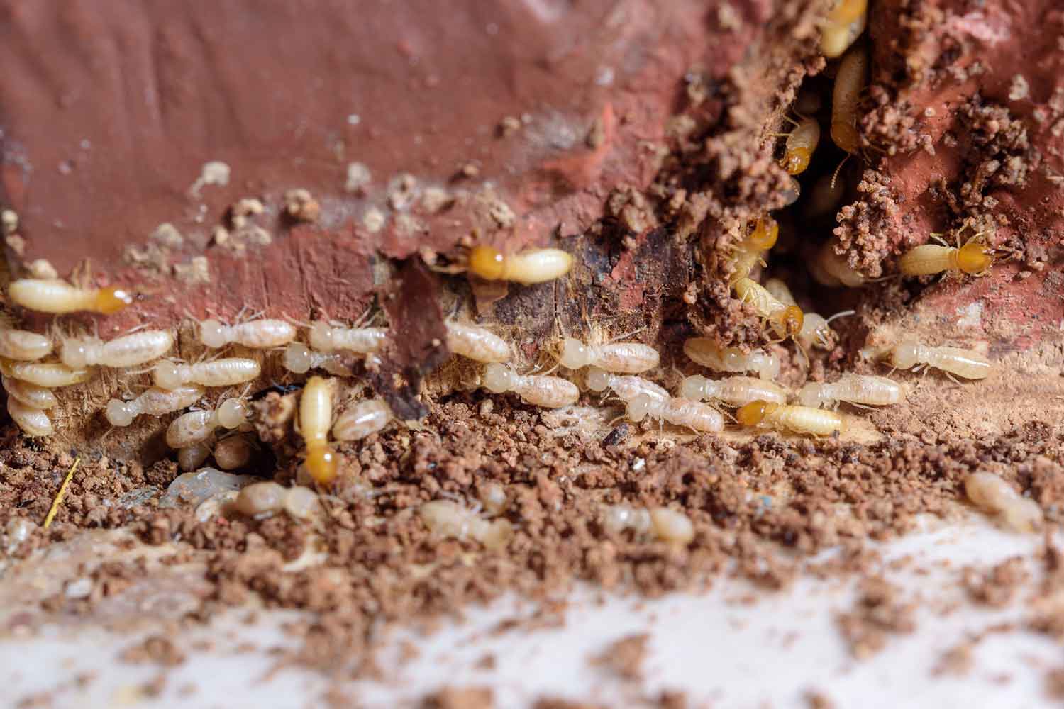 termite colony