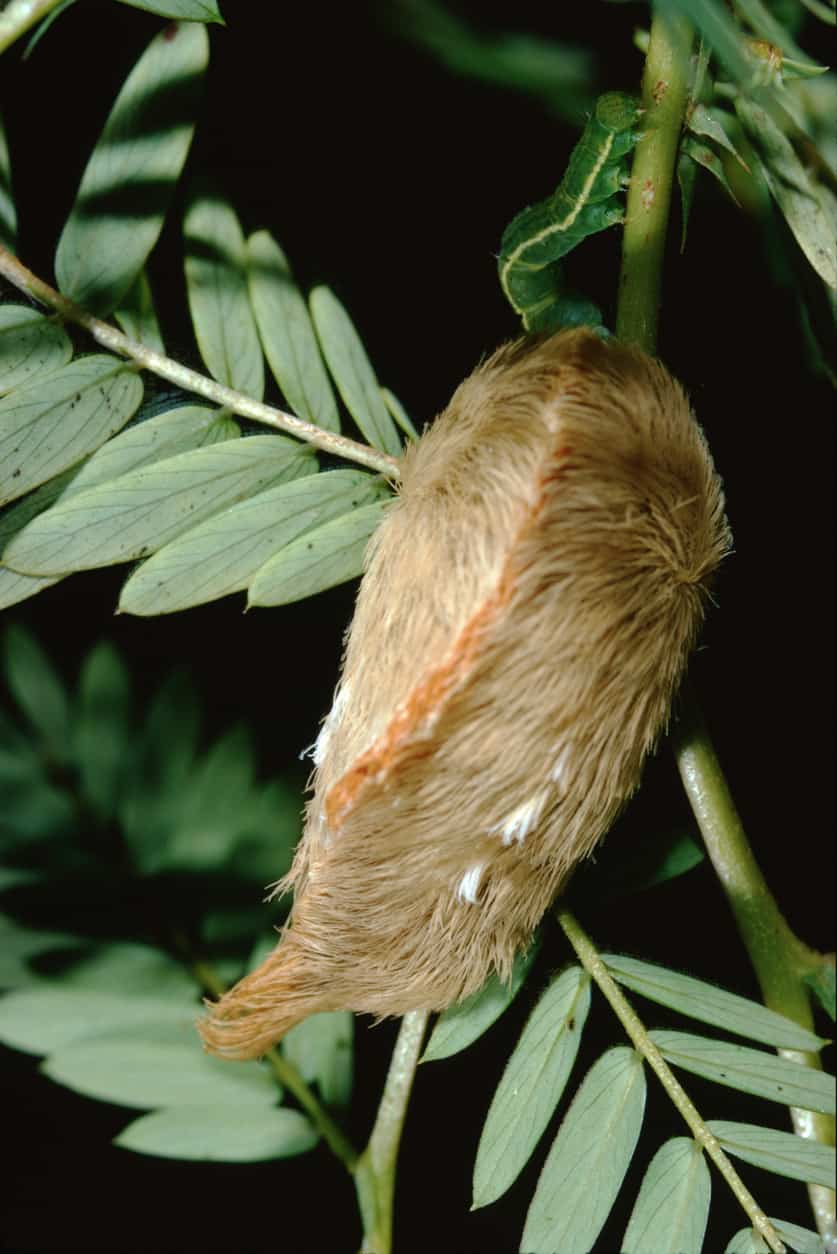 Southern_Flannel_Moth_Puss_Caterpillar_Trumpillar_Megalopyge_Opercularis