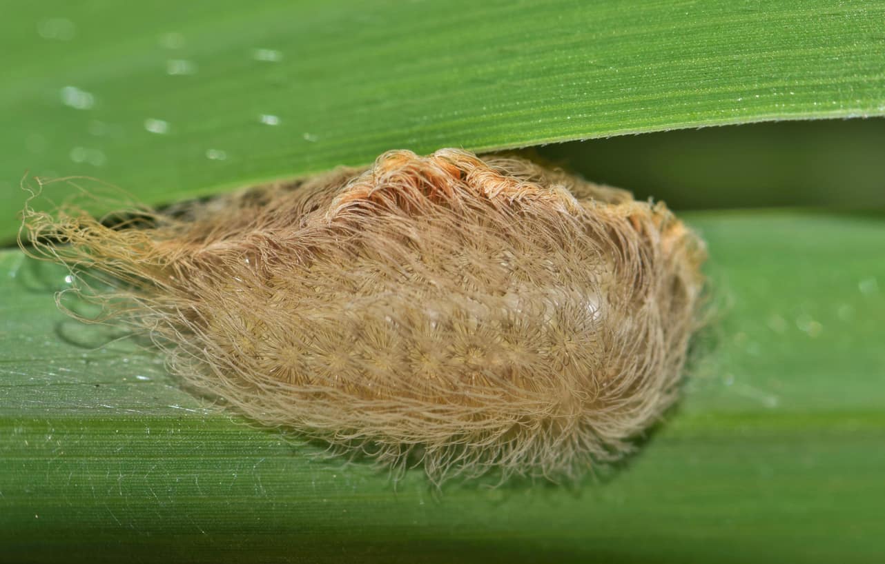 Trumpillar – Caterpillar That Looks Like Trump's Hair . Pest Protection