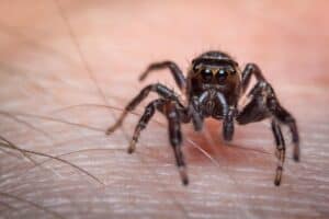 A small brown spider sitting on a person's skin