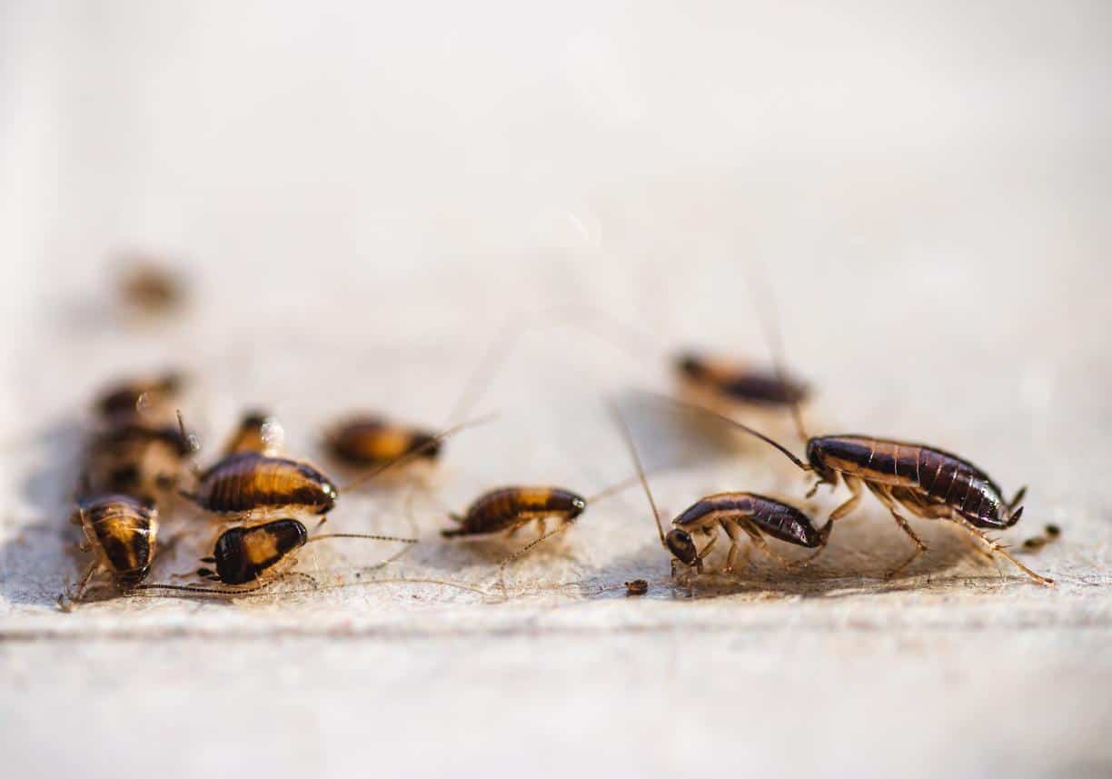 A group of cockroaches crawling on the ground