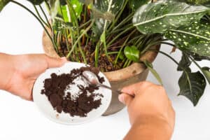 Someone adding coffee grounds to a plant pot