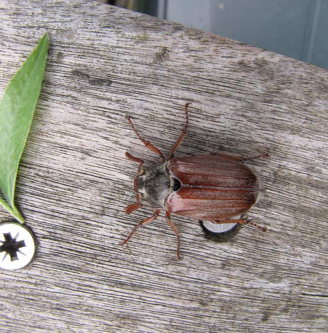 June-Bugs_Beetle