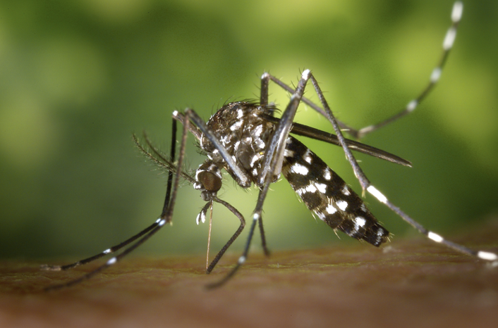 Are Mosquitoes A Health Hazard?