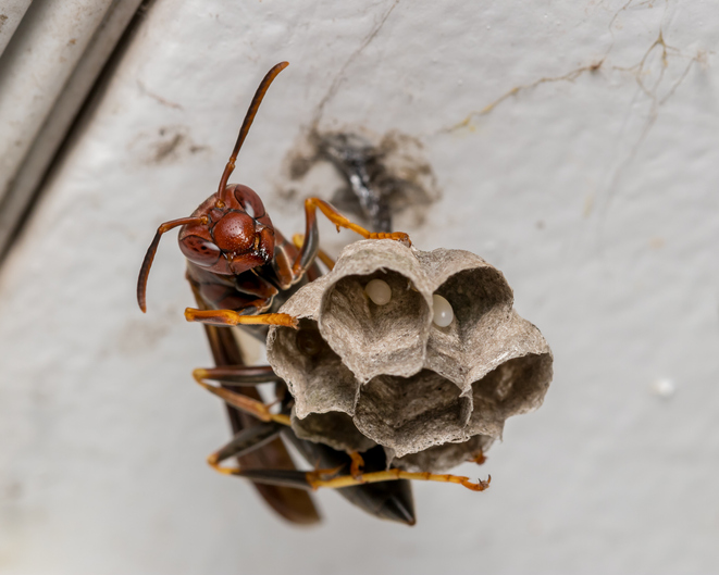 paper-wasp_nest_eggs_most-common-wasps-tennessee