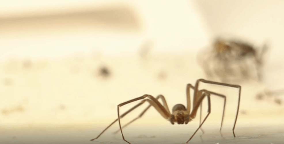 What Do Brown Recluse Spiders Eat?