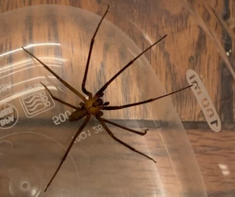 recluse spiders