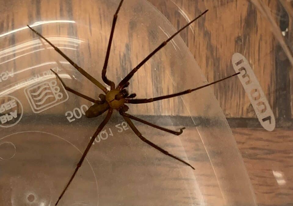 Where Do Brown Recluse Spiders Live?