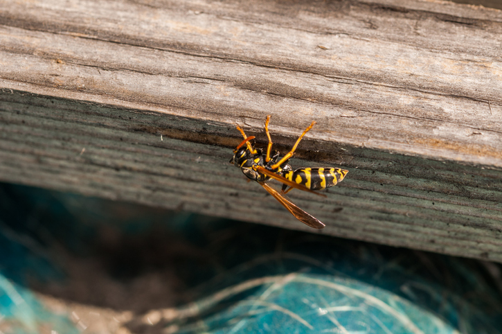 yellow-jacket_wasp_most-common-wasps-tennessee