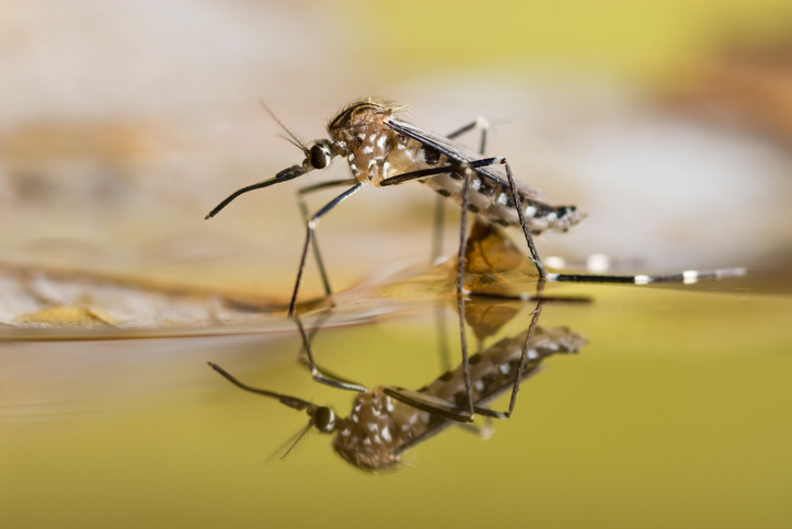 Why Are Mosquitoes Attracted To Stagnate Water?