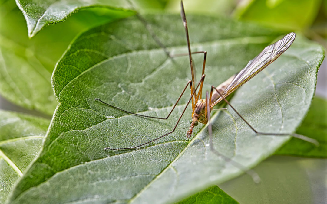 What Is A Crane Fly?