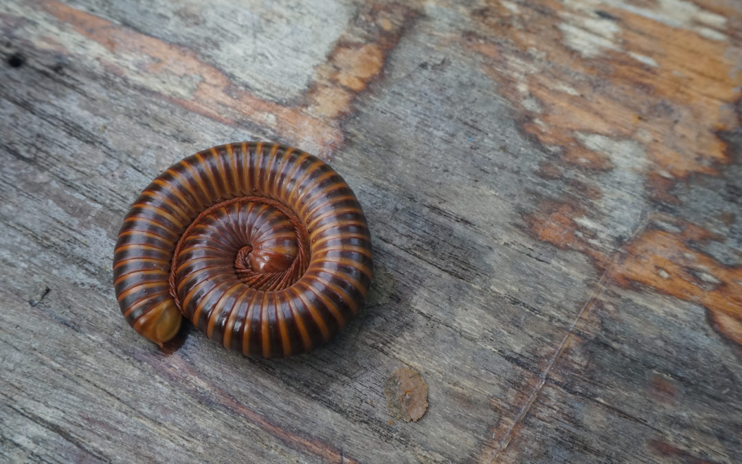 What Are Millipedes?