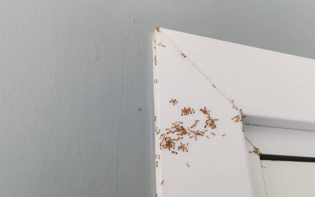 Attracting Ants Into Your Home