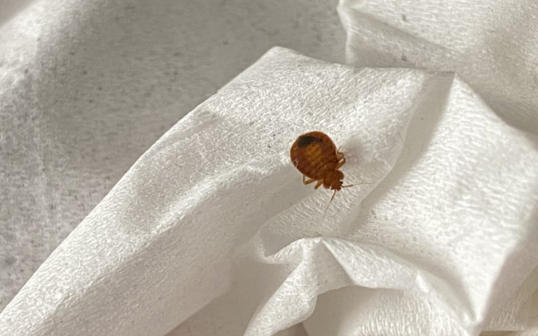 Bed Bug Health Hazards