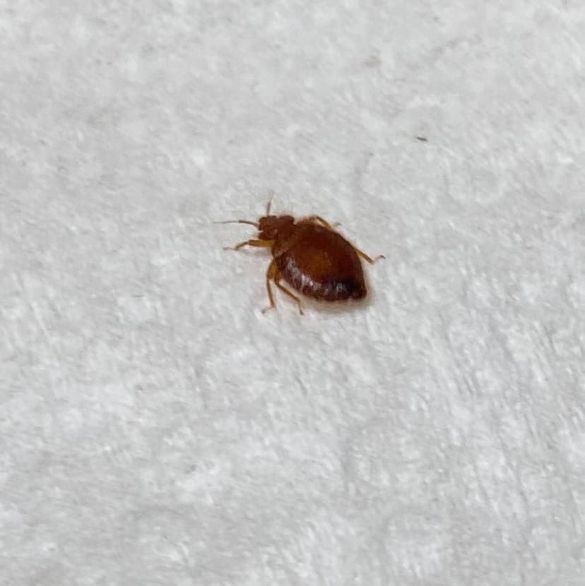 bed-bug_health_hazards