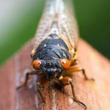 When Do Cicadas Come Out? 