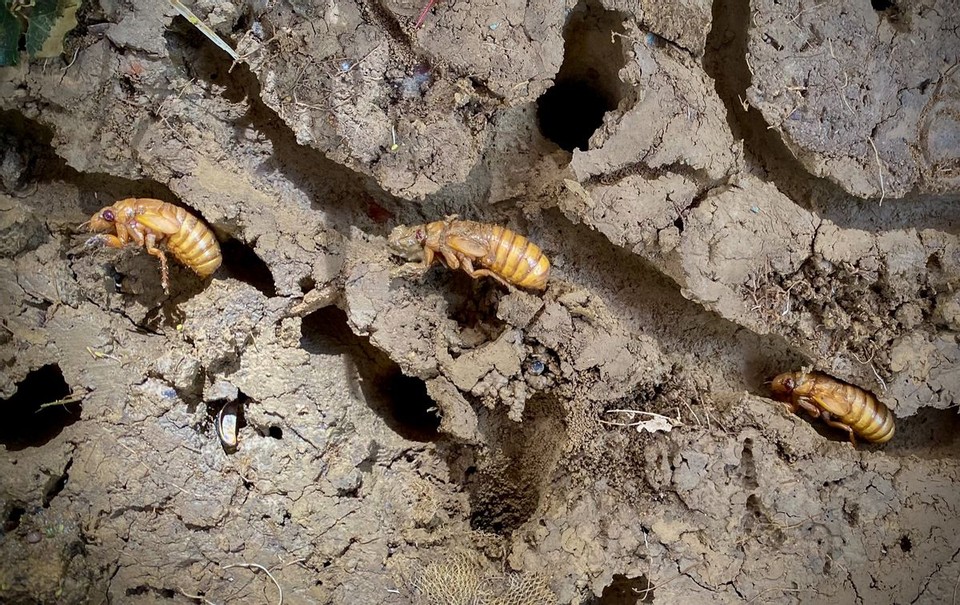 Transformation of Cicadas