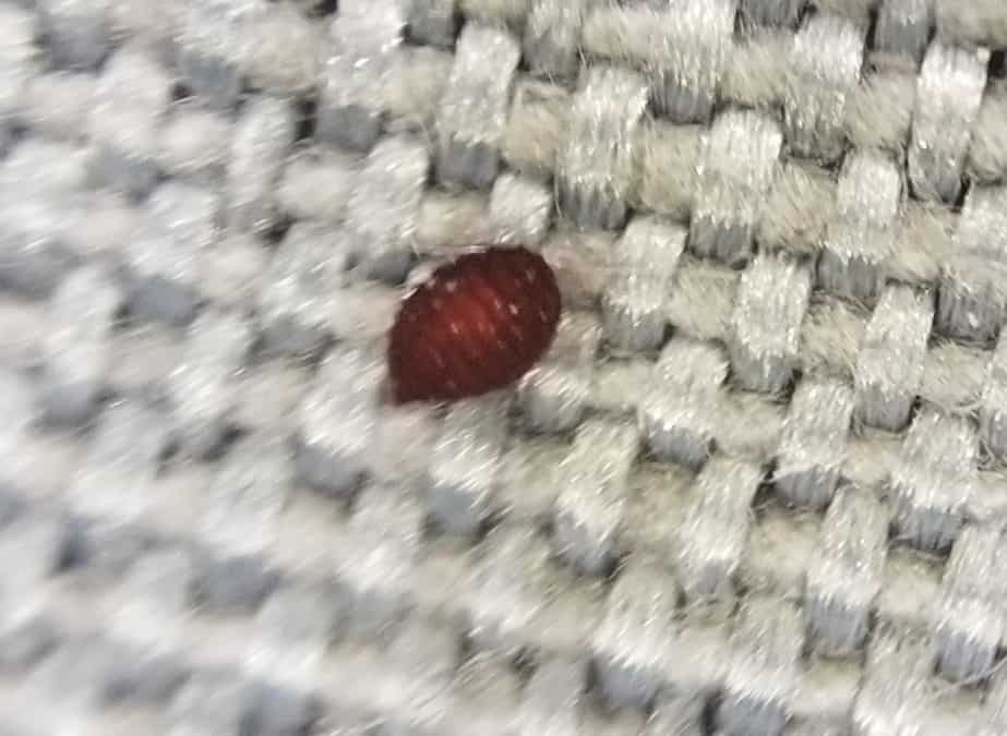 Traveling Bed Bugs Into Your Home
