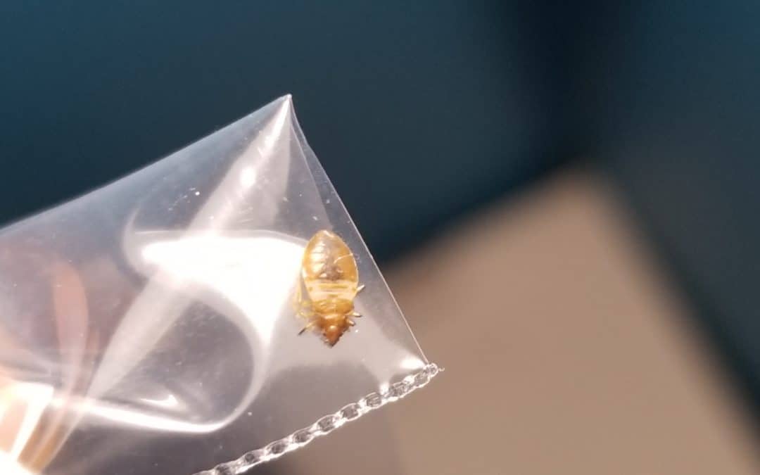 hotel_bed-bugs_in_plastic