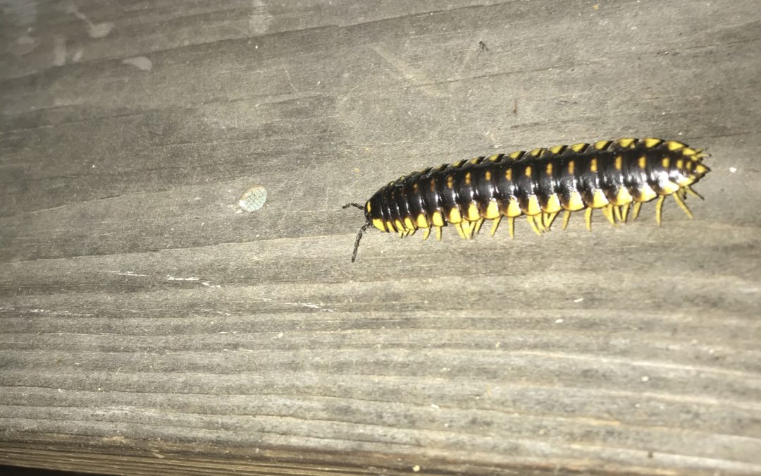 What is The Difference between Millipedes and Centipedes? 