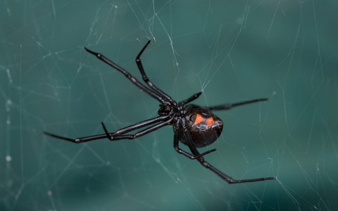Black-Widow-Spiders-in-Tennessee