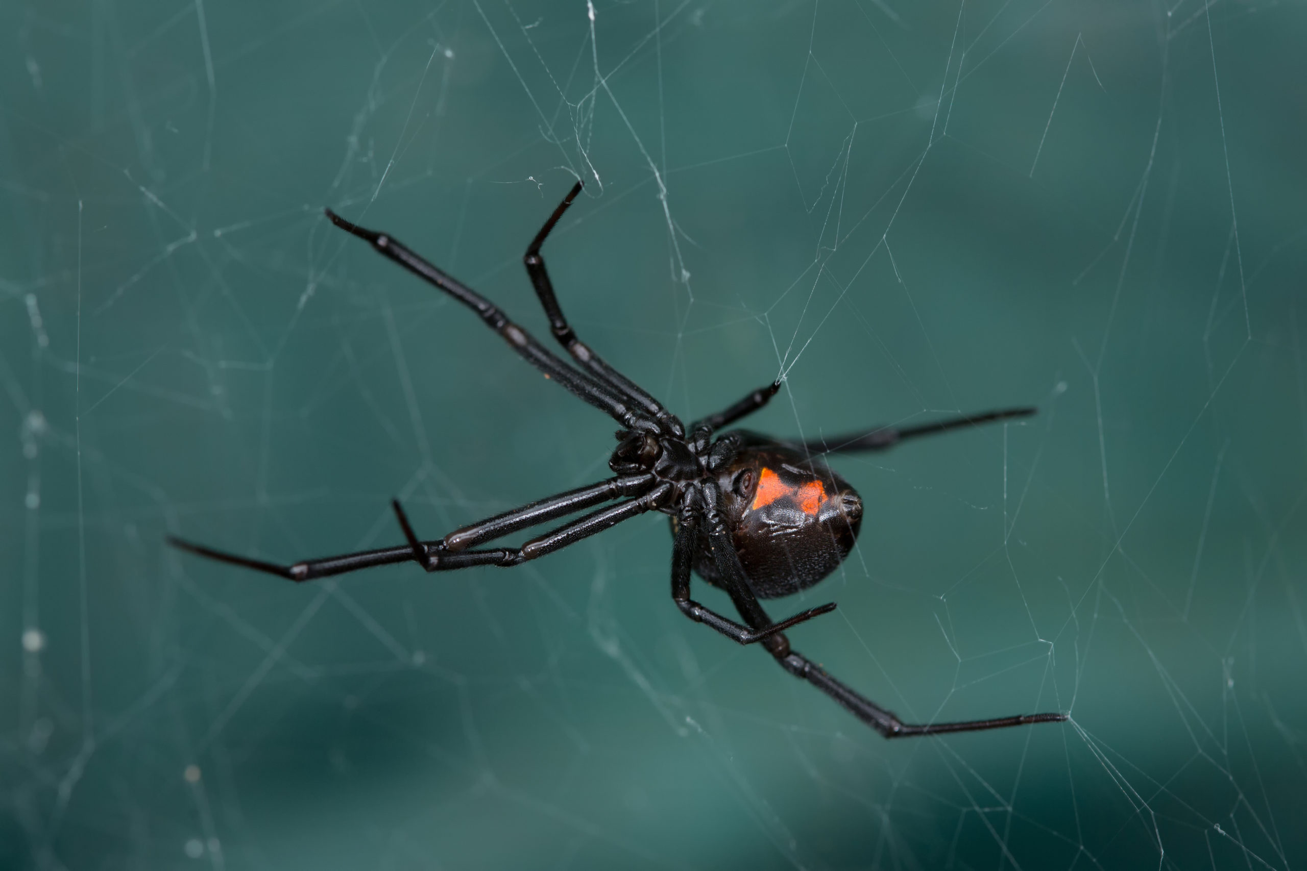 Black widow spiders: Facts about this infamous group of arachnids