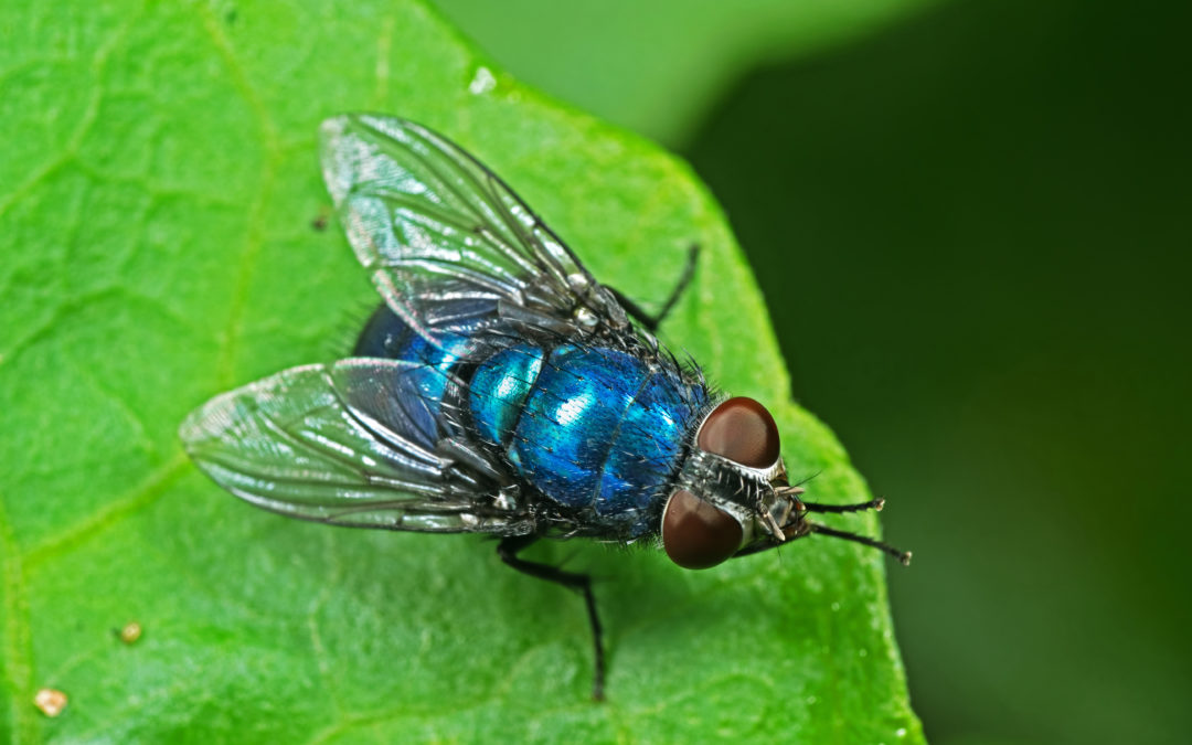 Types Of Flies In Tennessee