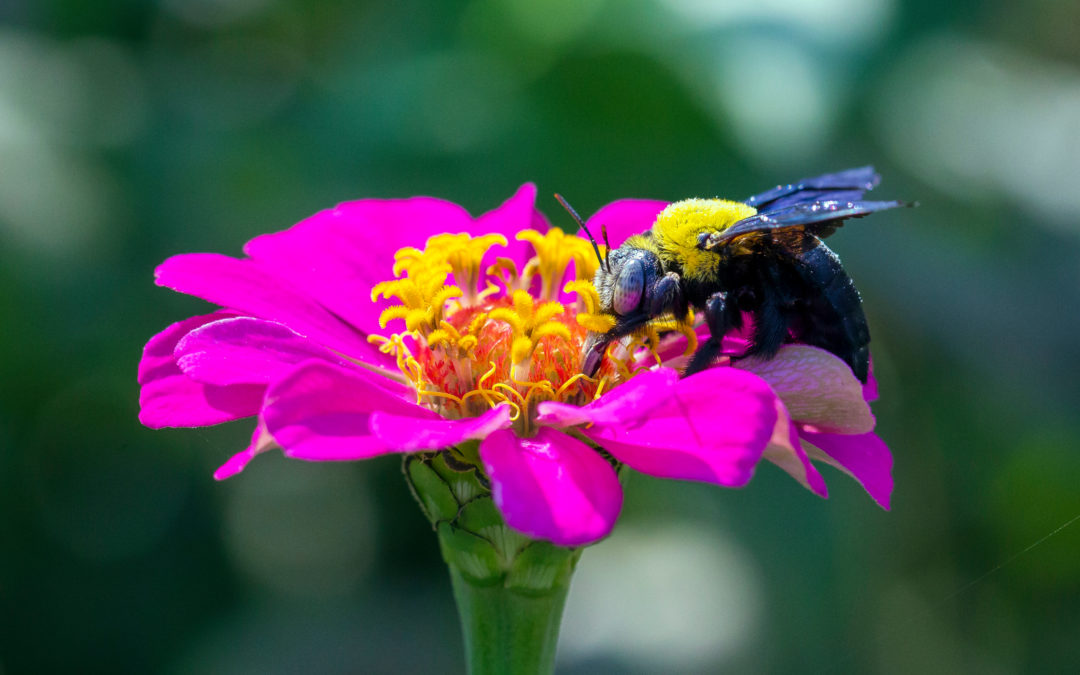 What Is A Carpenter Bee?