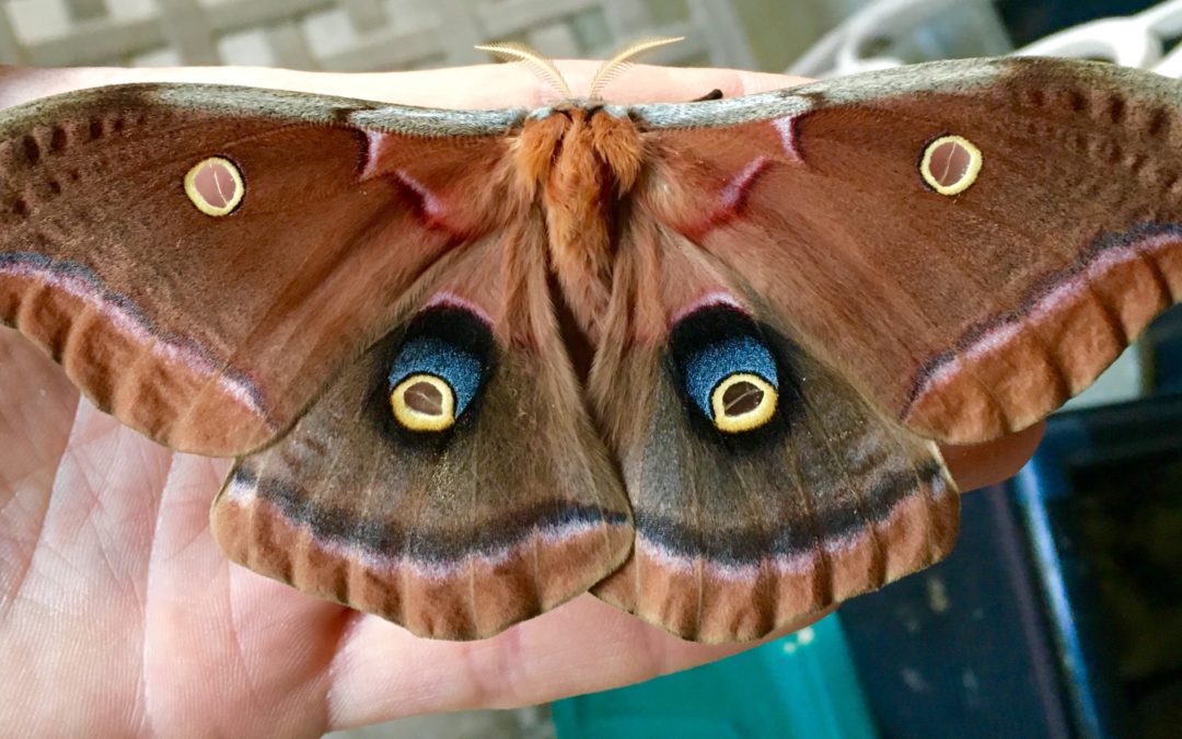 Te-Types-Of Moths-In Tennessee