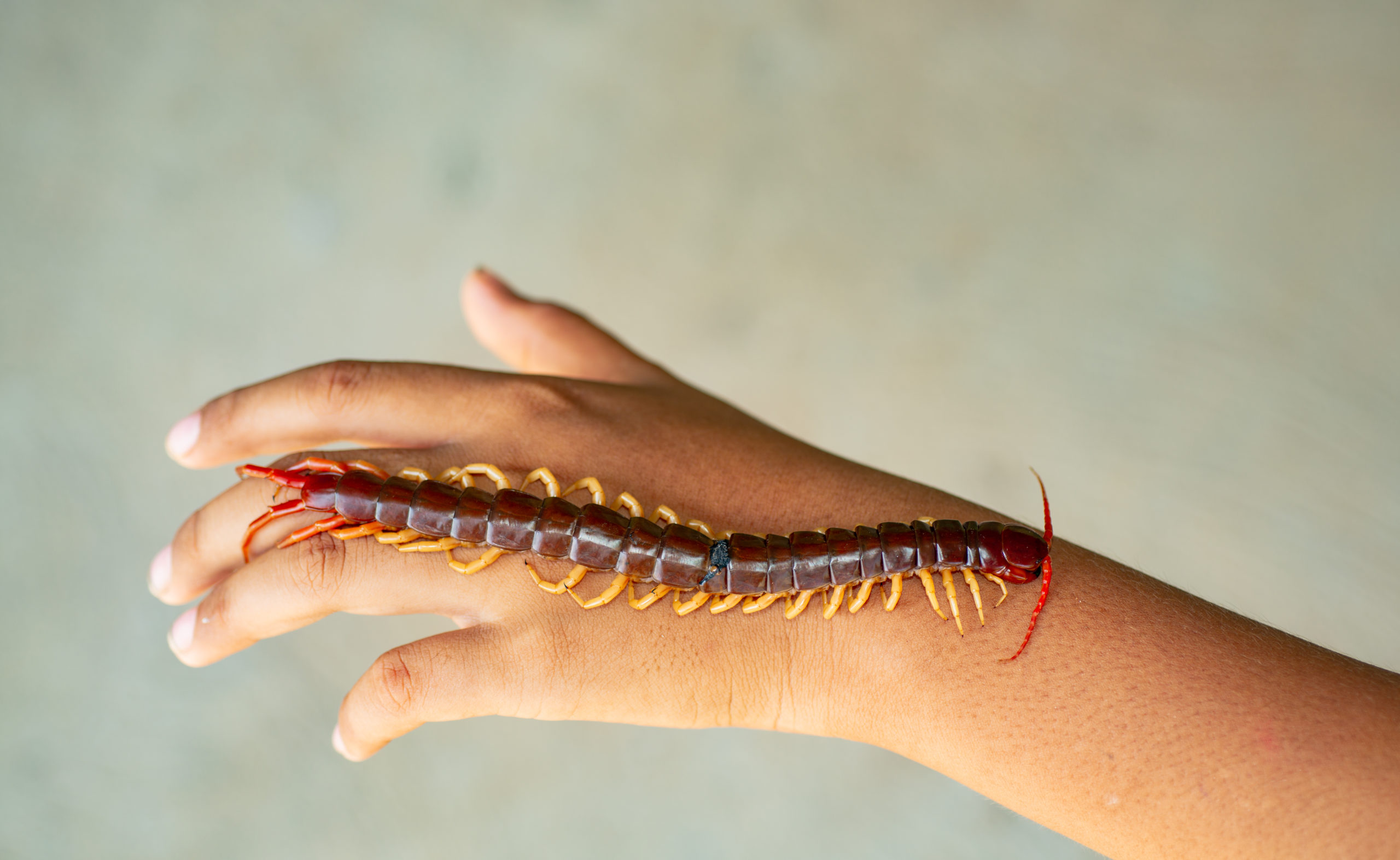 what-is-a-centipede-centipedes-in-tennessee-u-s-pest-protection