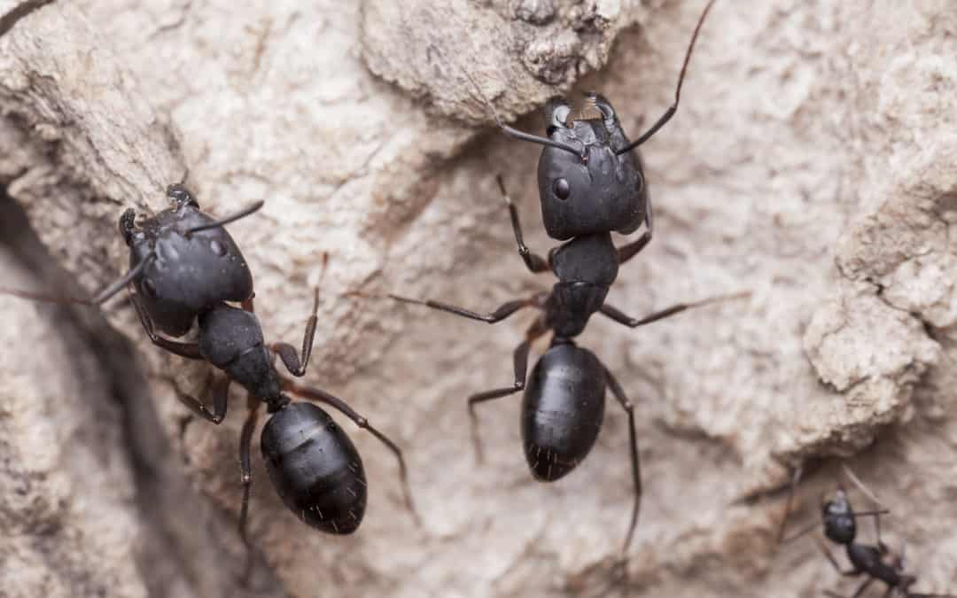 Carpenter Ants and The Damage They Can Inflict On Your Home 