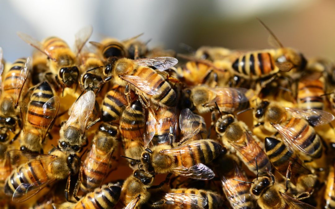 State Insect of Tennessee Is The Honeybee