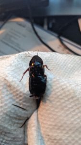 Black Oriental Cockroach