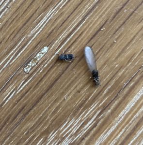Identify-Carpenter-Ants