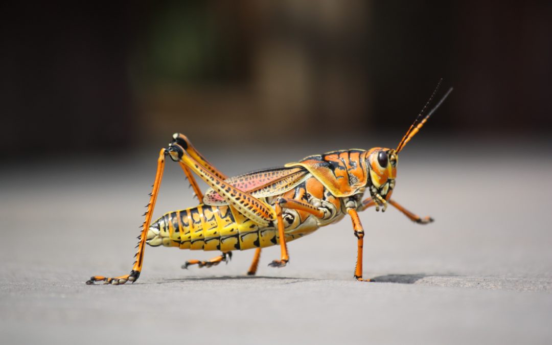 Grasshoppers In Tennessee