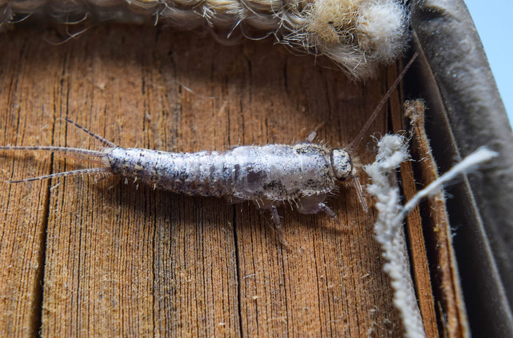 What Is A Silverfish?
