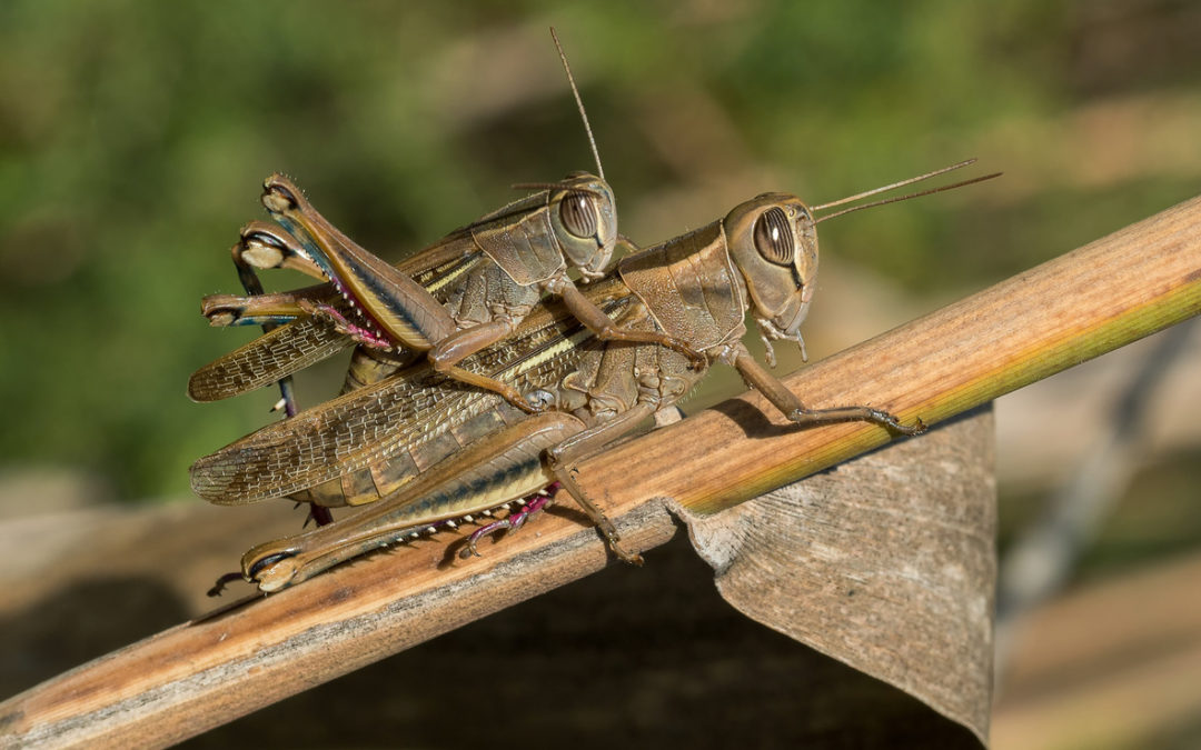 What Is The Difference Between Grasshoppers and Crickets?