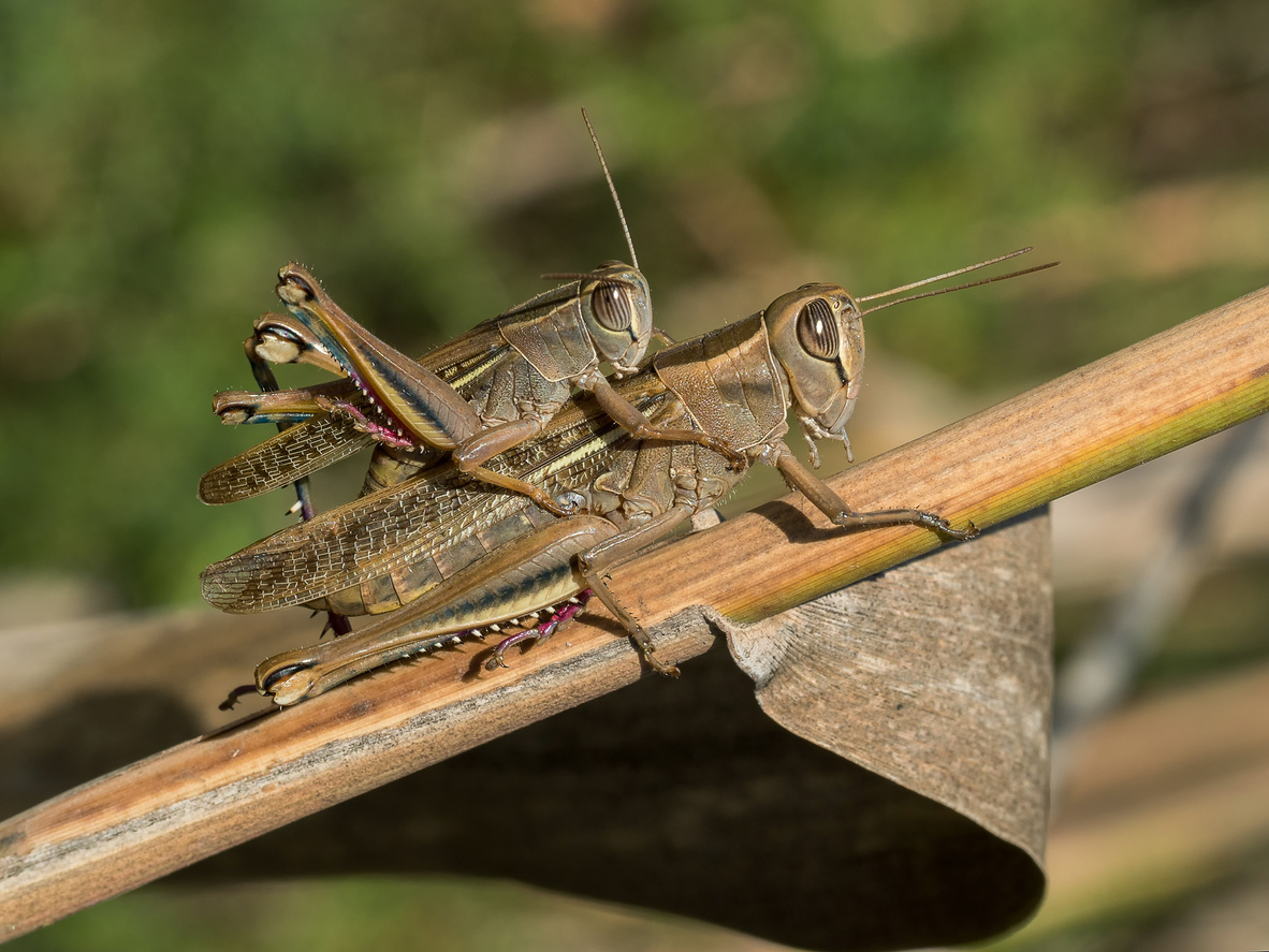 Grasshoppers vs crickets: what's the difference between these two jumping  insects? - Discover Wildlife